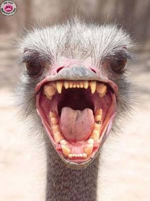 m&eacute; ou est le dentiste?