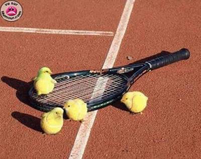 balles de tennis ou plutot de fl&eacute;lis