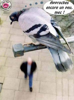le pigeon a droit de faire ce qu'il veut : car ce mec est chauve