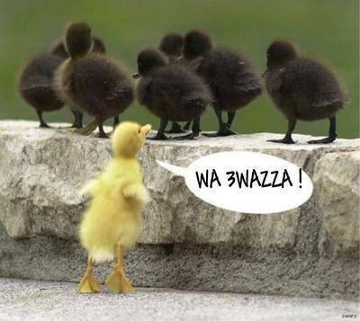 7arraga 7asslin f l maghrib